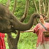 elephant_chiangmai (16)
